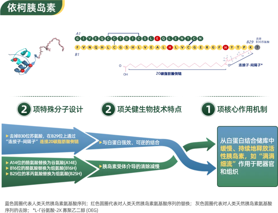 依柯胰岛素纳入新版医保目录，提升患者用药可及性，减轻经济负担  第4张