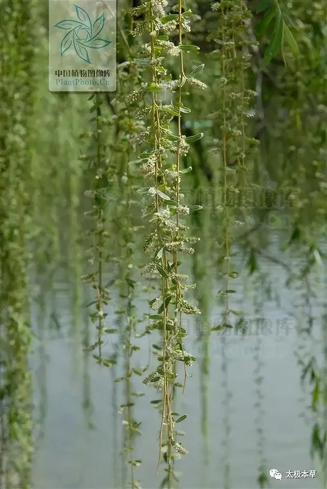 风湿性关节炎治疗偏方：辣椒、黄花菜根和茄子根的神奇疗效  第4张