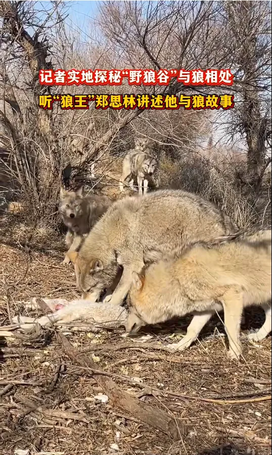 体验乌拉特前旗野狼谷：与野狼零距离接触的惊险刺激之旅