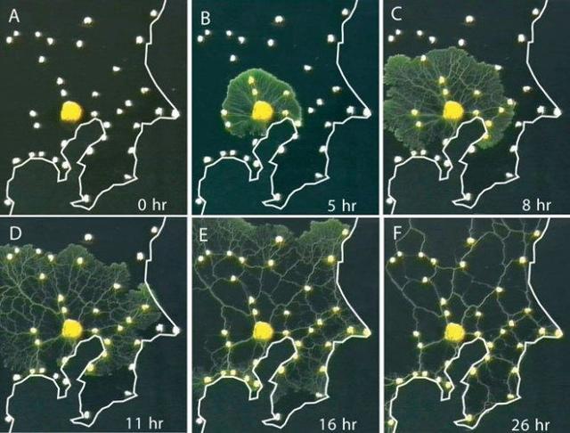 神奇的黏菌：无大脑却能走迷宫、导航及解决城市规划问题  第4张