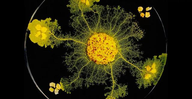 神奇的黏菌：无大脑却能走迷宫、导航及解决城市规划问题  第5张