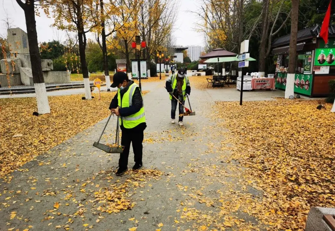 徐州秋日落叶美景：金色长廊与彩色落叶吸引游客打卡  第3张