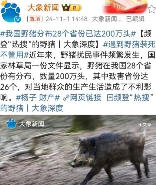 陕西野猪咬死人事件引发关注，全国28省野猪泛滥问题严重  第5张