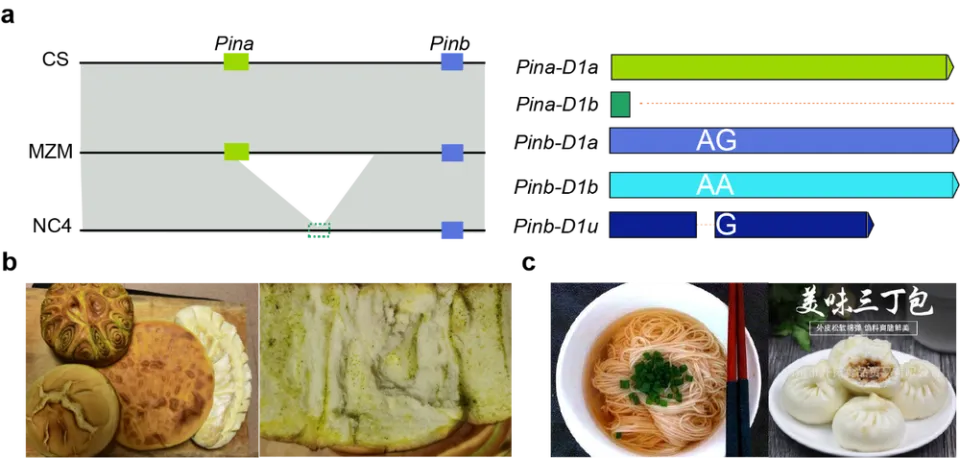 面食习惯如何影响小麦育种？中国农业科学院最新研究揭示基因组演进规律  第4张