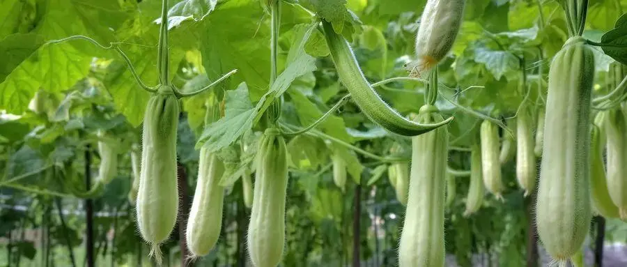 探索西葫芦的多重身份：从墨西哥到中国的传播与食用特点