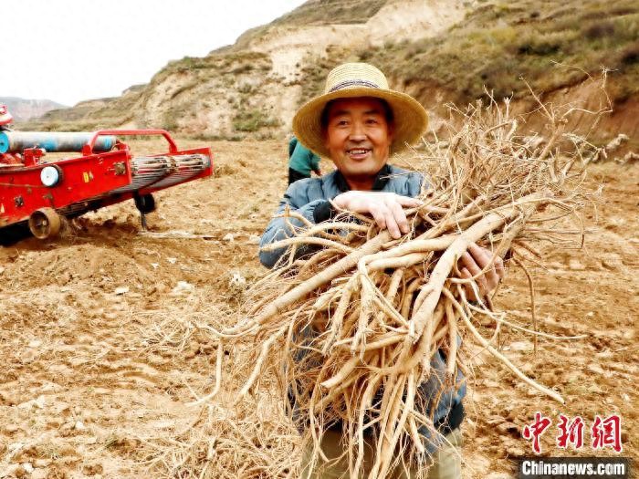 青海海东民和县前进村：冬日高原挖收黄芪，致富带头人朱玉贤助力乡村振兴