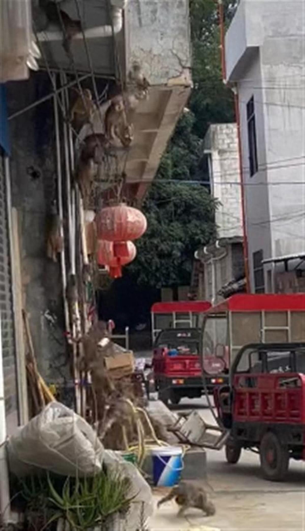 广西崇左大新县猴群泛滥引关注，村民称因猴害一年损失几十万  第1张