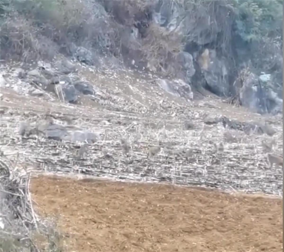 广西崇左大新县猴群泛滥引关注，村民称因猴害一年损失几十万  第3张