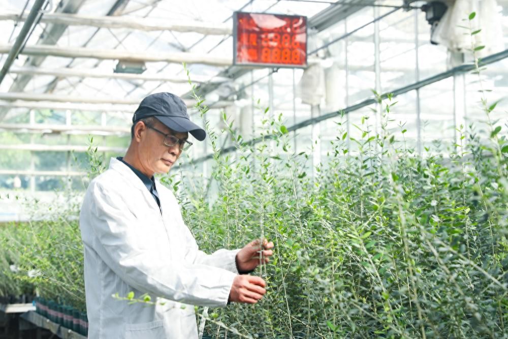 油橄榄：地中海到中国的跨越，甘肃陇南成为黄金种植地带  第1张