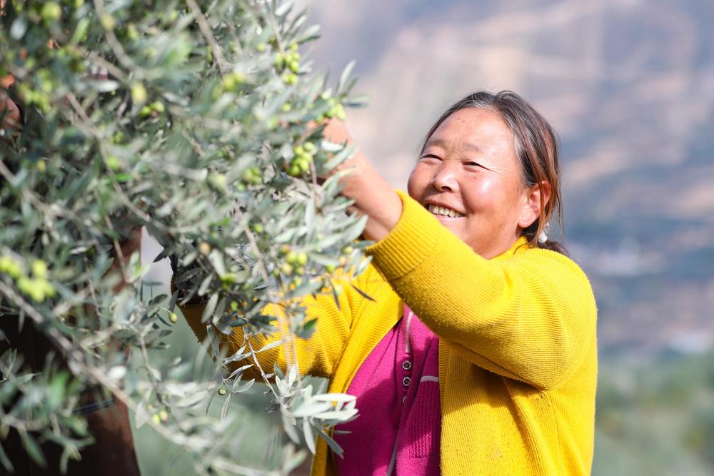 油橄榄：地中海到中国的跨越，甘肃陇南成为黄金种植地带  第3张