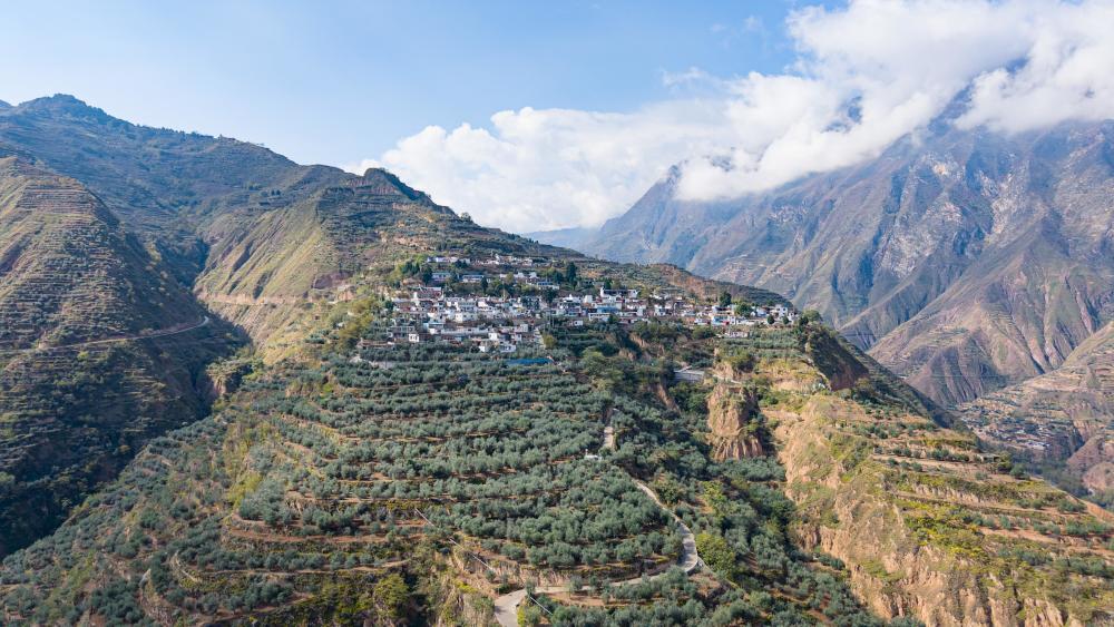 油橄榄：地中海到中国的跨越，甘肃陇南成为黄金种植地带  第6张