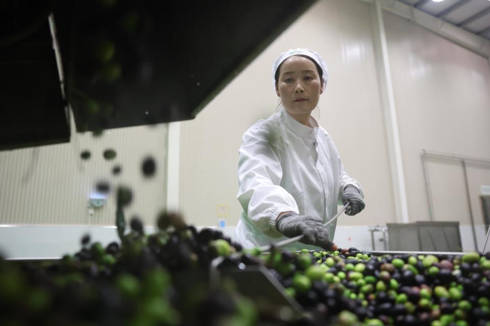 油橄榄：地中海到中国的跨越，甘肃陇南成为黄金种植地带  第8张