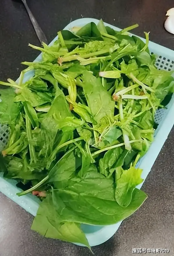 蒜蓉炒菠菜:简单美味家常菜,营养丰富,健康餐桌必备  第4张 蒜蓉炒菠菜:简单美味家常菜,营养丰富,健康餐桌必备  第4张