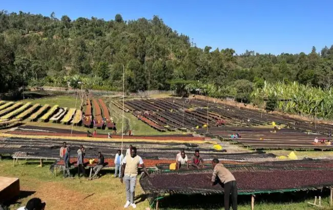 埃塞俄比亚咖啡豆在新津烘焙，成都初创企业打造全球咖啡产业链  第2张