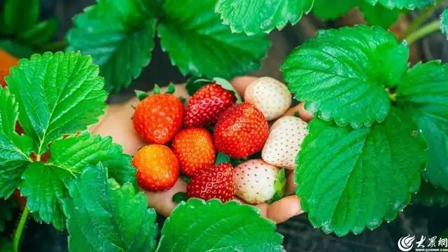 青岛西海岸新区冬季旅游季开启,六大文旅新场景等你来体验  第11张 青岛西海岸新区冬季旅游季开启,六大文旅新场景等你来体验  第11张