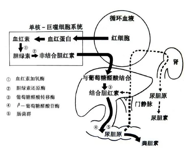 临床医生必读：神偷奶爸小黄人现实警示，病例回顾与疾病学习  第2张