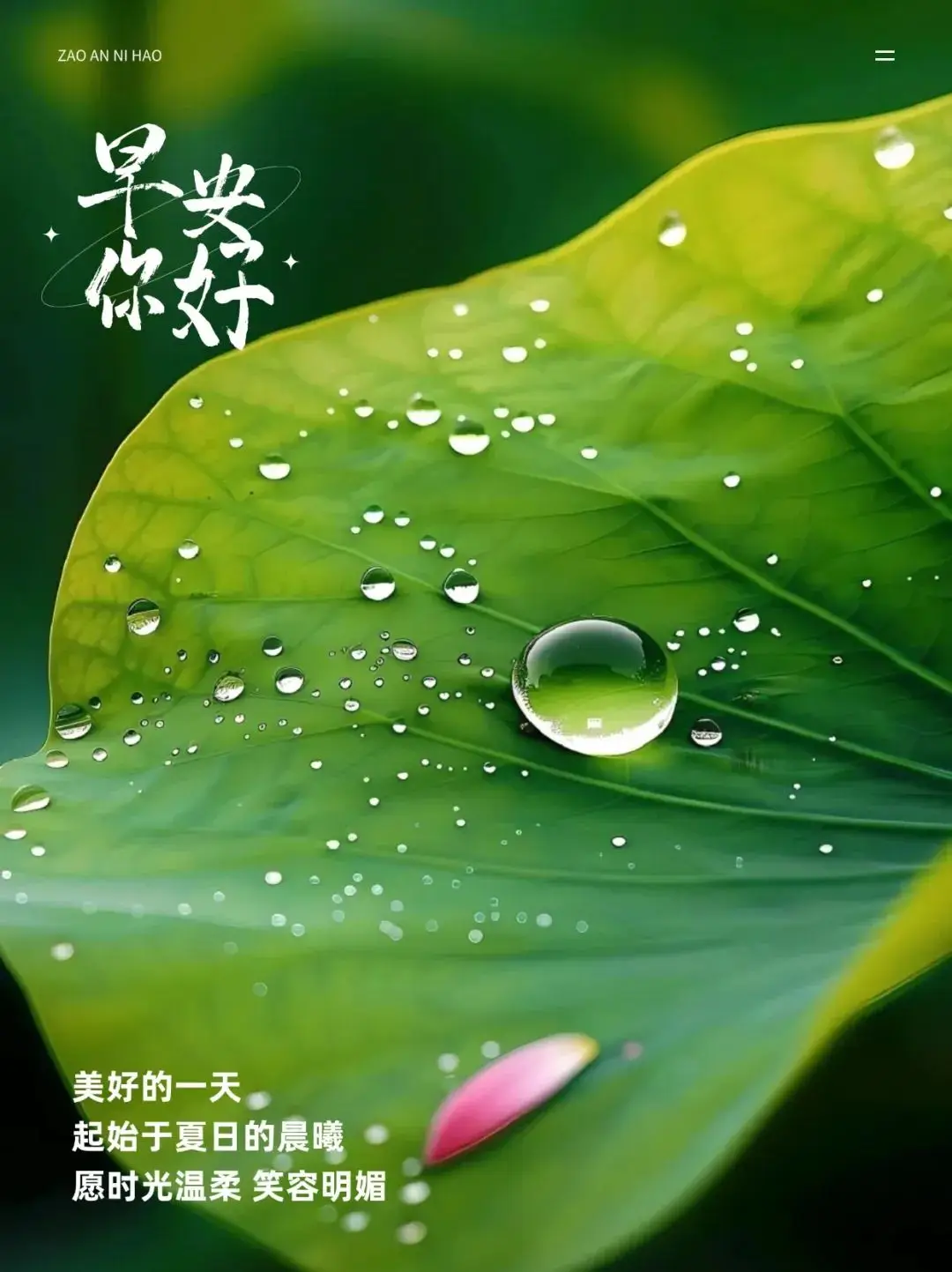 在喧嚣中聆听内心，像莲花般绽放美丽，感受当下的美好与希望  第1张