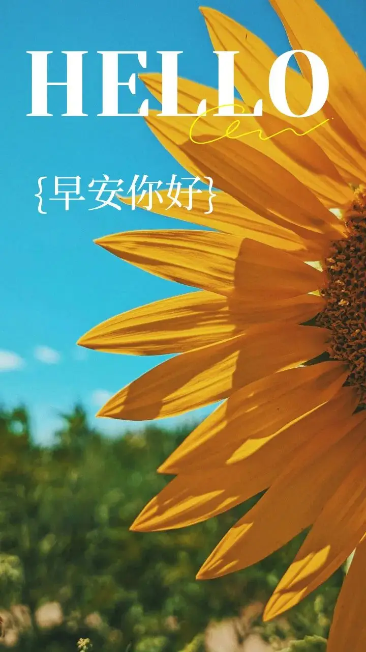 在喧嚣中聆听内心，像莲花般绽放美丽，感受当下的美好与希望  第3张