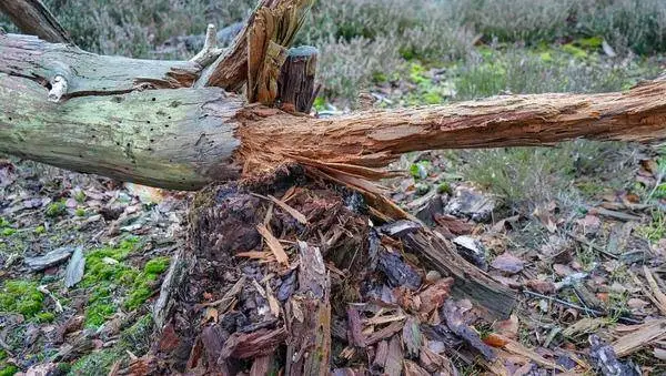 中医与西医用药理念差异：中医治本，西医治标，效果差异显著  第2张