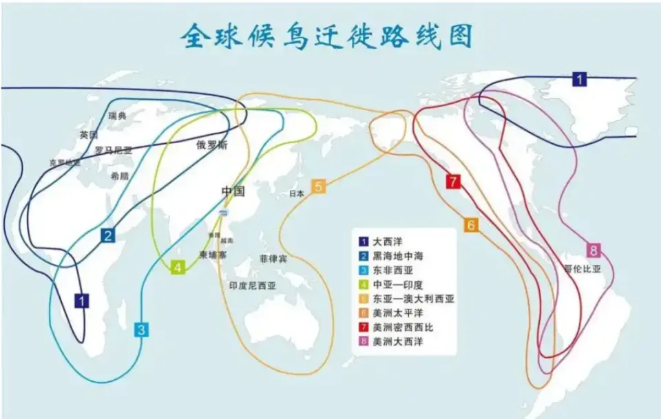 候鸟迁徙科普：广州秋风起，珍贵鸟类回归广东，观鸟好去处推荐  第2张