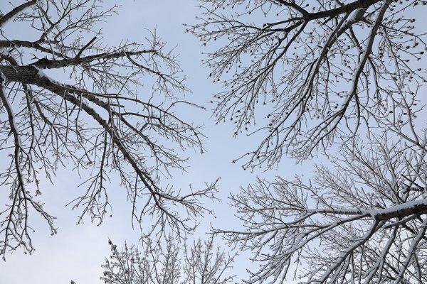 南北冬日景致差异：黑龙江雾凇与河南雪景的生机与柔情