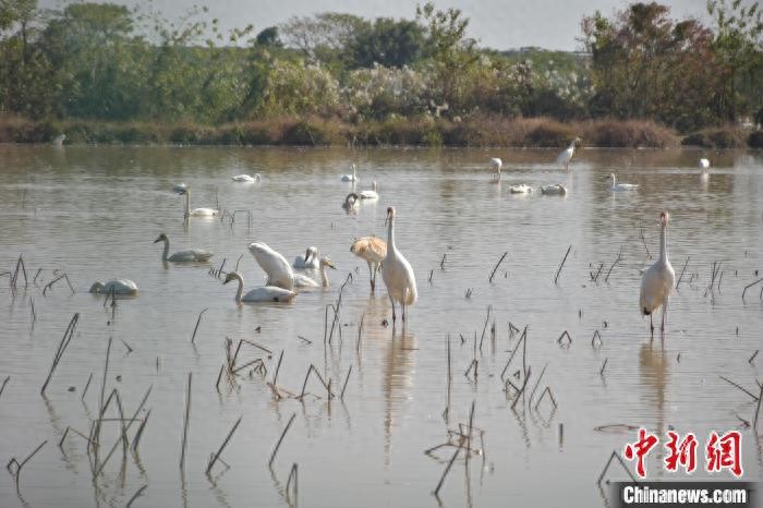 鄱阳湖畔藕遇：白鹤小镇观鸟胜地，候鸟翔集湿地治愈之旅