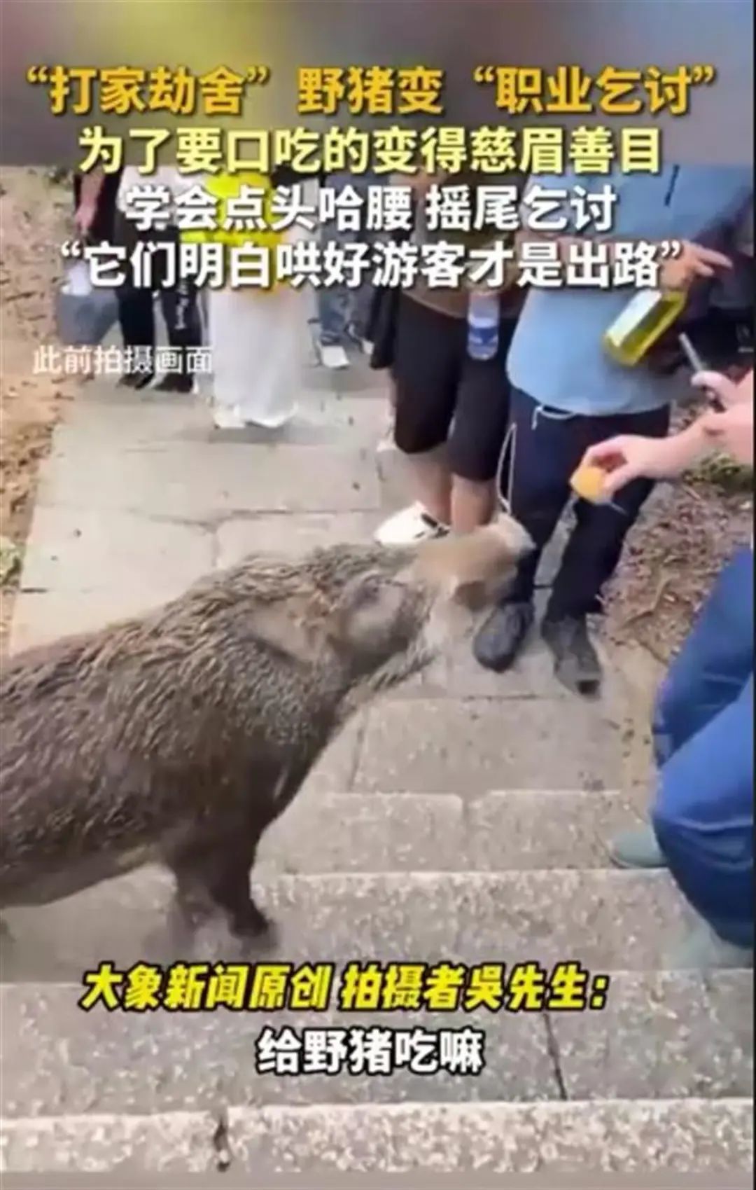 深圳野猪变职业乞讨者：慈眉善目摇尾乞食，成旅游新风景  第2张