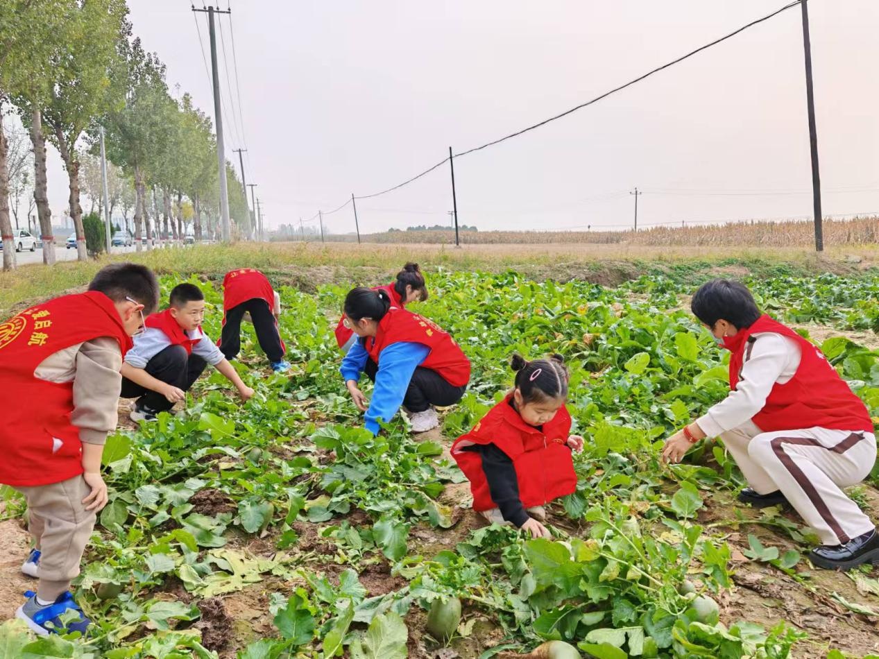 河北沧州志愿者帮助74岁老人收获菜地，展现人间温暖  第2张