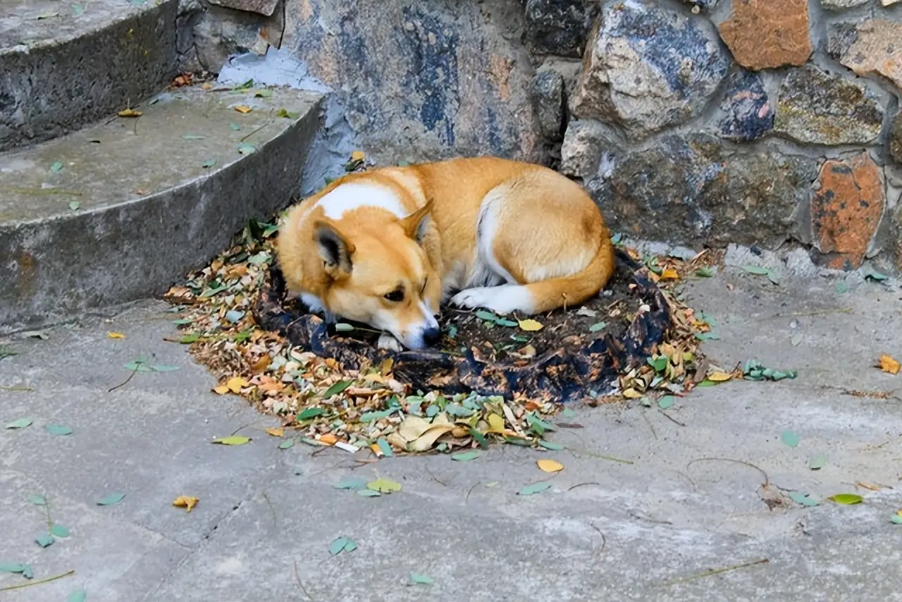 长沙市民被自家狗咬伤感染狂犬病离世，养狗安全需重视  第1张