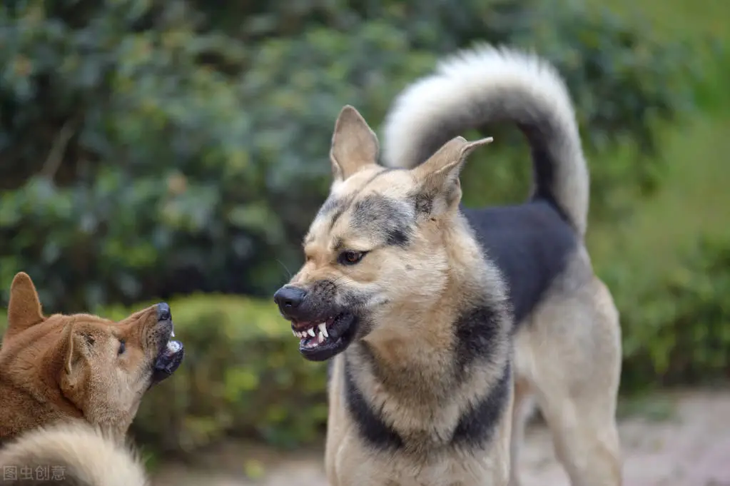 长沙市民被自家狗咬伤感染狂犬病离世，养狗安全需重视  第4张