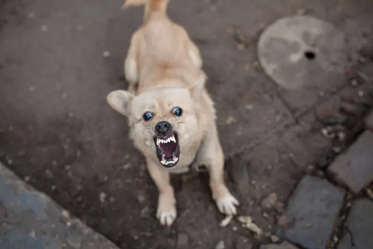 长沙市民被自家狗咬伤感染狂犬病离世，养狗安全需重视  第6张