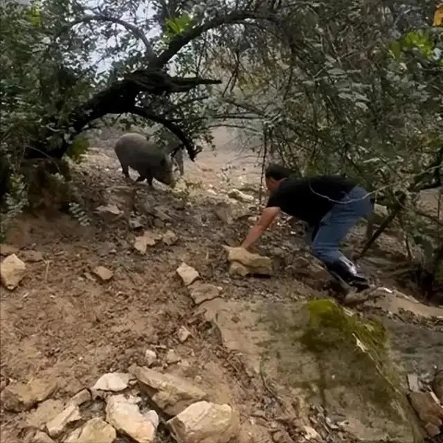 深圳野猪变职业乞讨者：慈眉善目摇尾乞食，成为旅游新风景  第6张