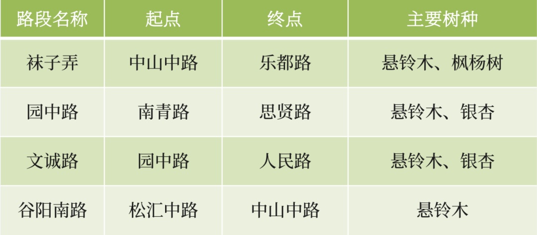 松江最美赏叶季：11月30日至12月30日，4条落叶不扫景观路邀您共赏秋日浪漫  第5张