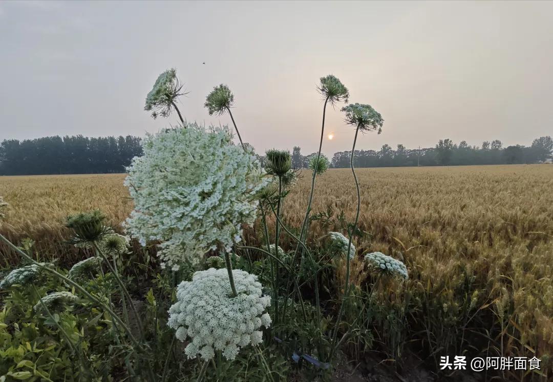 夏日美食探索：拌面皮、手擀面与凉面的多样选择及夏季食欲变化  第1张