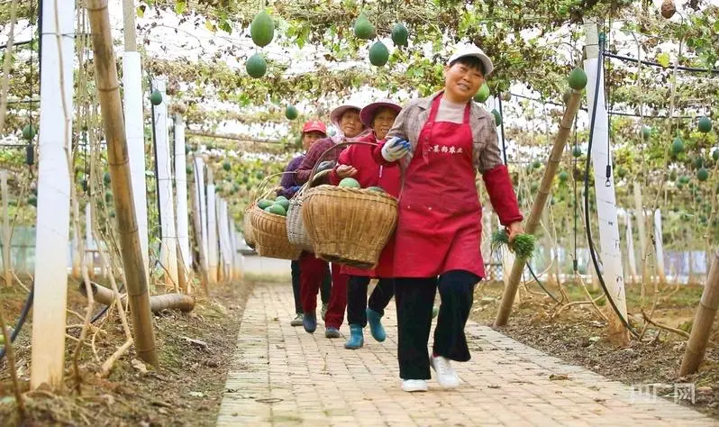 江西推进乡村全面振兴：聚焦产业蹚出新路子的生动实践  第1张