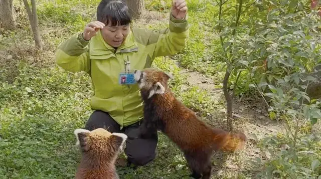 杭州小熊猫与奶妈林美春的温馨告别：13年陪伴的最后一班  第15张