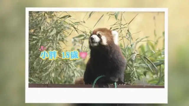 杭州小熊猫与奶妈林美春的温馨告别：13年陪伴的最后一班  第6张