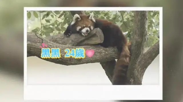 杭州小熊猫与奶妈林美春的温馨告别：13年陪伴的最后一班  第7张