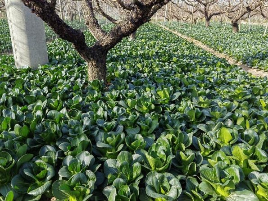 浦东新场果园村冬季特色：百亩桃林下的矮脚青菜，全国名特优新农产品  第2张