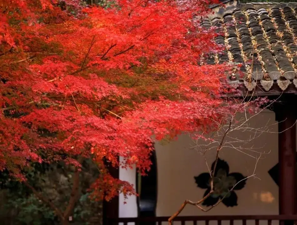 长三角秋日赏枫胜地：秋霞圃的金黄与红枫交织的别样美景  第12张