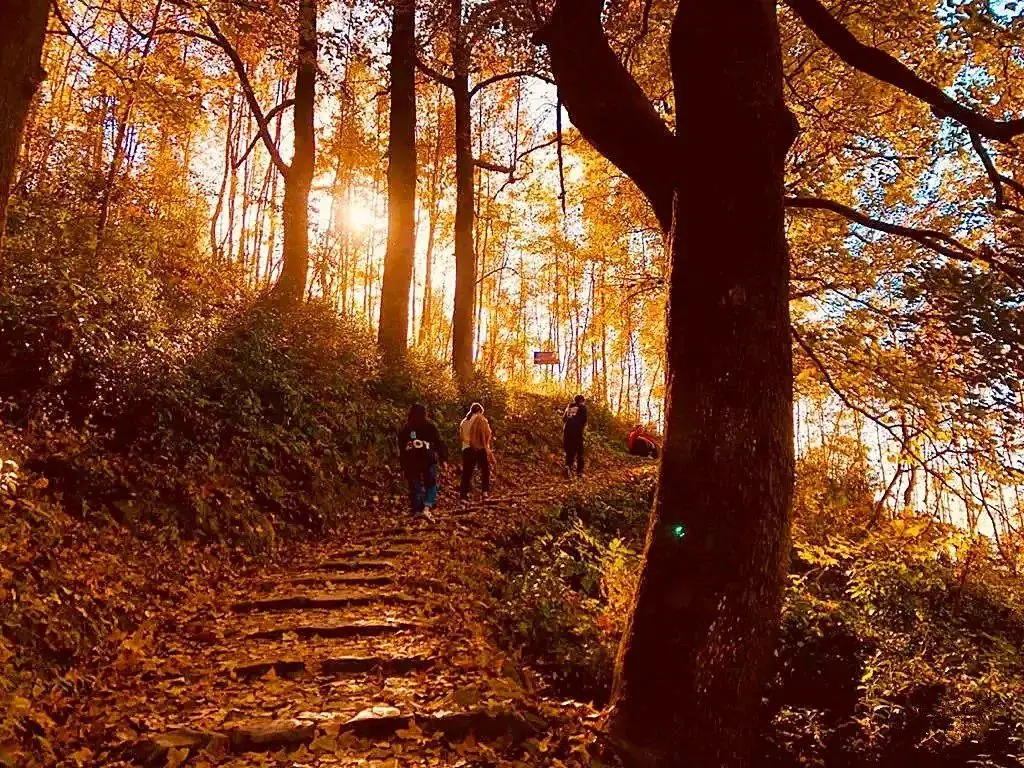 长三角秋日赏枫胜地：秋霞圃的金黄与红枫交织的别样美景  第18张