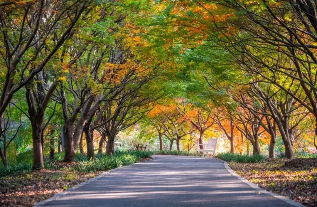 长三角秋日赏枫胜地：秋霞圃的金黄与红枫交织的别样美景  第5张